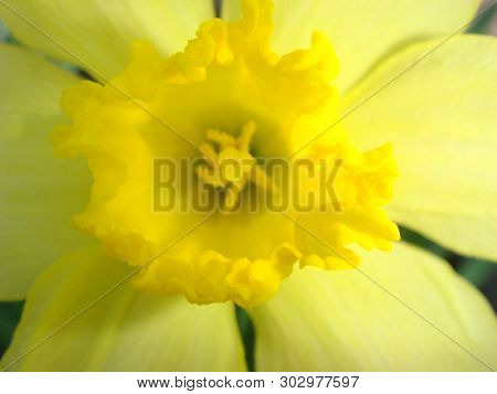 Amazing Big Yellow Daffodil Flower Or Narcissus In The Sunlight On Green Background. Macro. Spring F