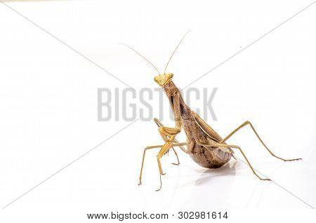 Wandering Violin Mantis, Gongylus Gongylodes, In Front Of White Background