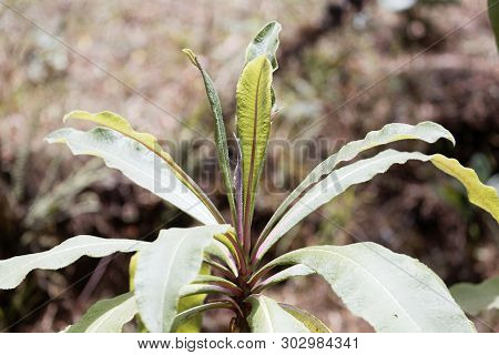 Plant Of The Lobelia Species Lobelia Gibberoa, In The Natural Habitat