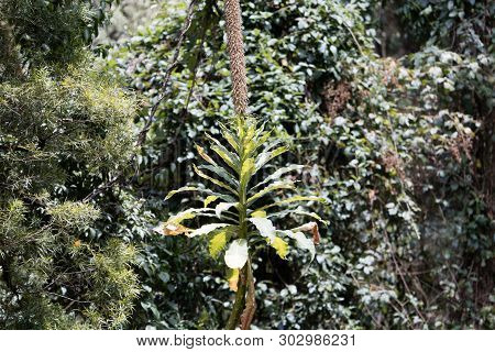 Plant Of The Lobelia Species Lobelia Gibberoa, In The Natural Habitat