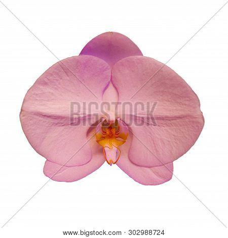 Head Of Pink Singolo Aquarello Orchid Flower Isolated On White Background