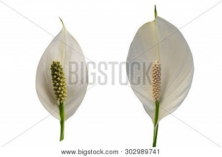 Set Of Two Spathiphyllum - Moons Flower Isolated On White Background