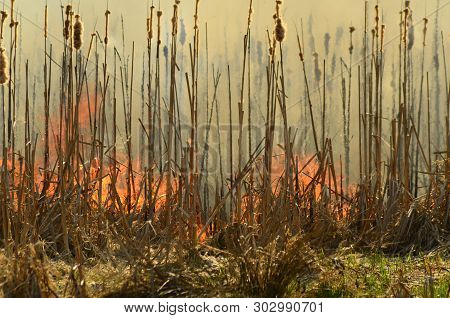 Coastal Zone Of Marsh Creek, Strong Smoke From Fire Of Liana Overgrowth. Spring Fires Of Dry Reeds D