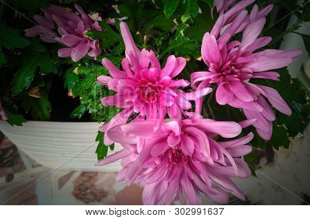 Lovely Large Flowers Of Pink Decorative Chrysanthemum