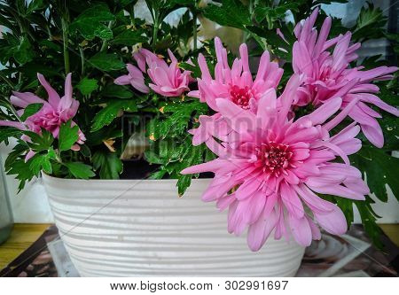 Lovely Large Flowers Of Pink Decorative Chrysanthemum