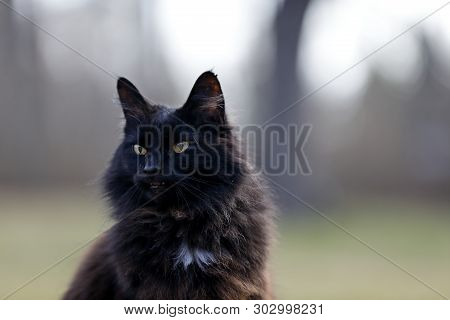 A Portrait Of A Norwegian Forest Cat Female. She Is Sitting Outdoors On A Springlike Day