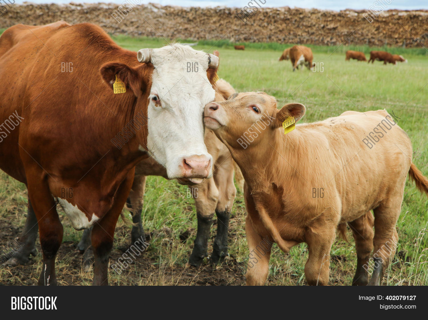 Several Cows Their Image & Photo (Free Trial) | Bigstock
