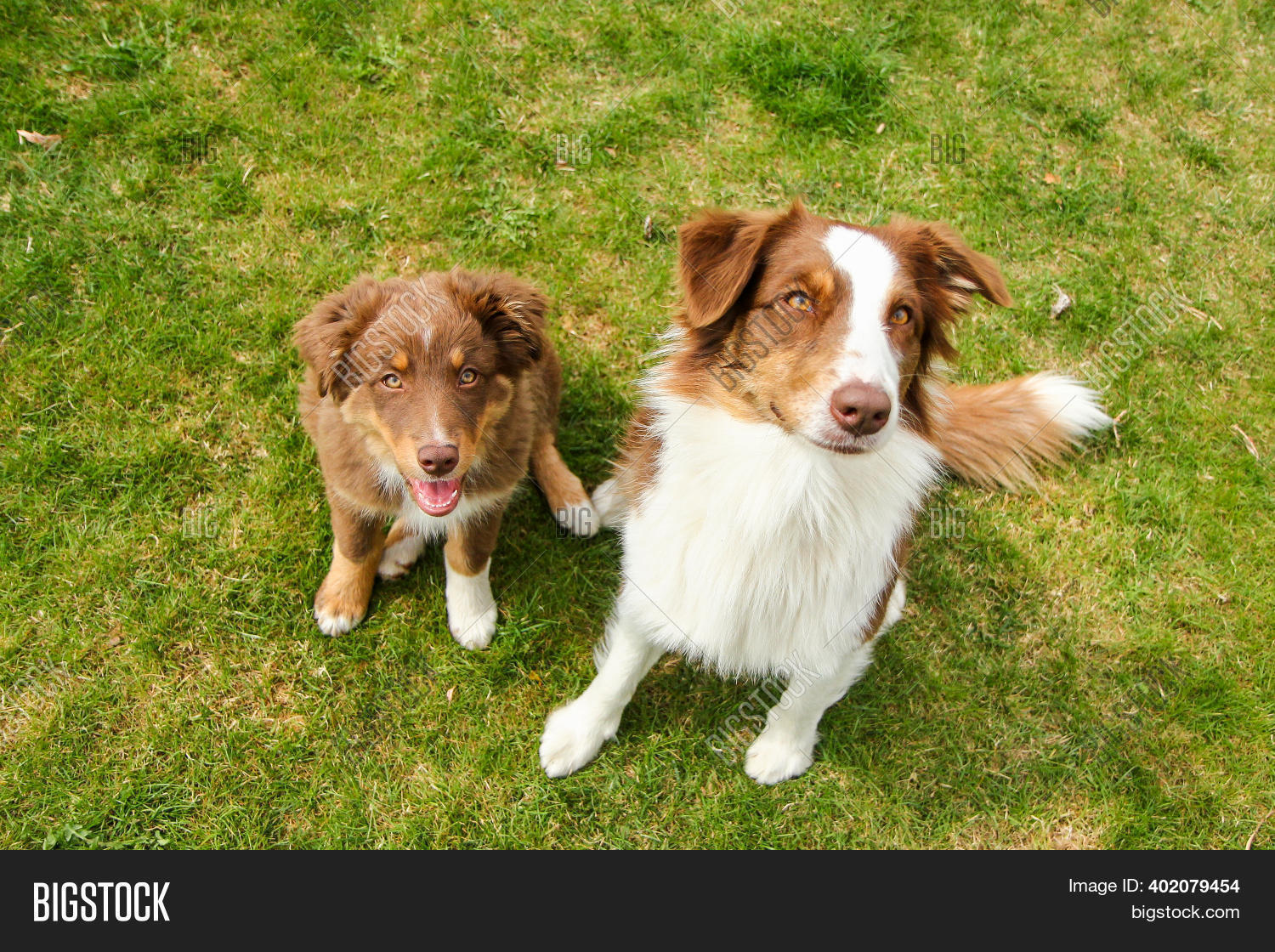 Are Australian Shepherds Obedient