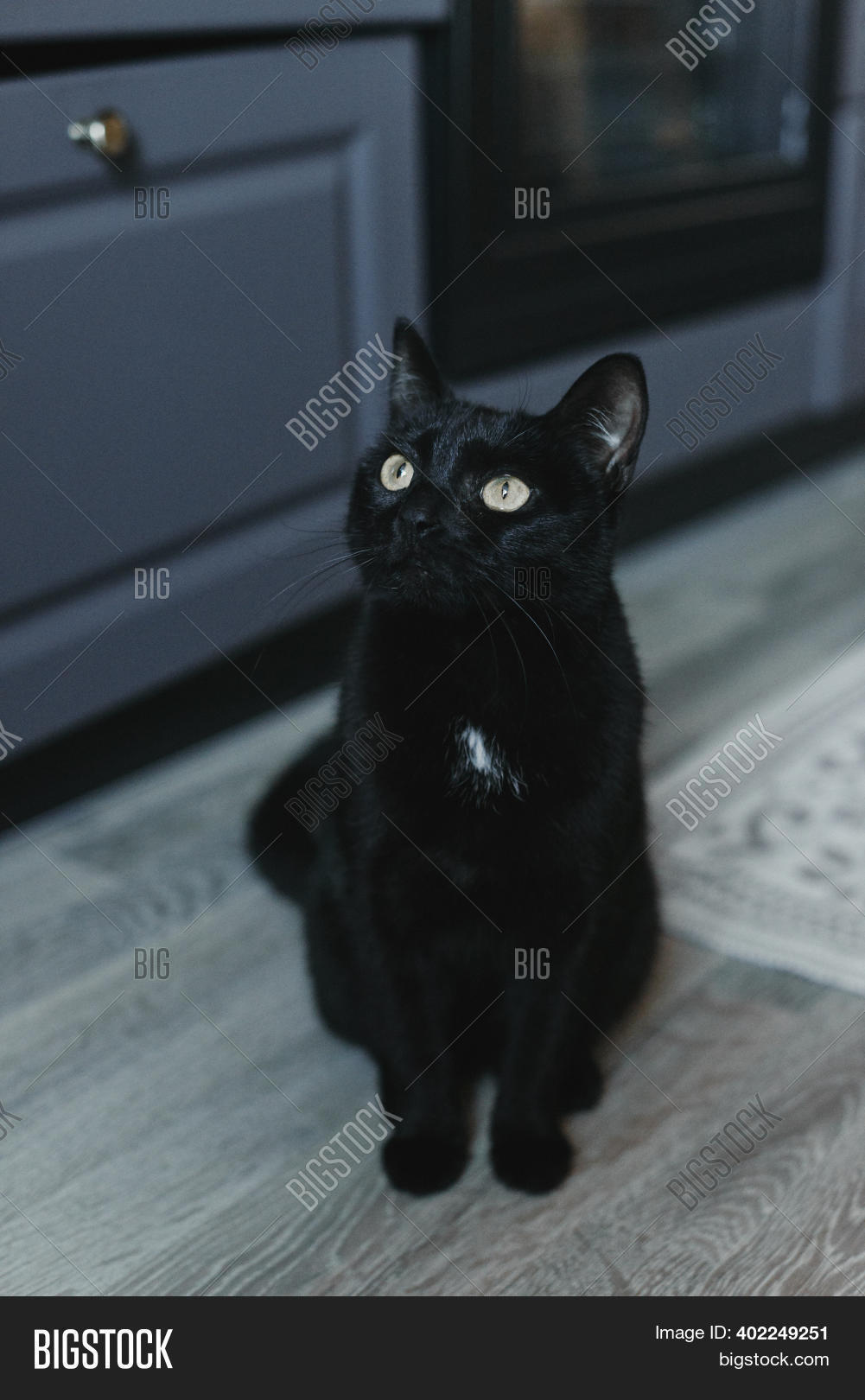 Cat House black Image & Photo (Free Trial) Bigstock