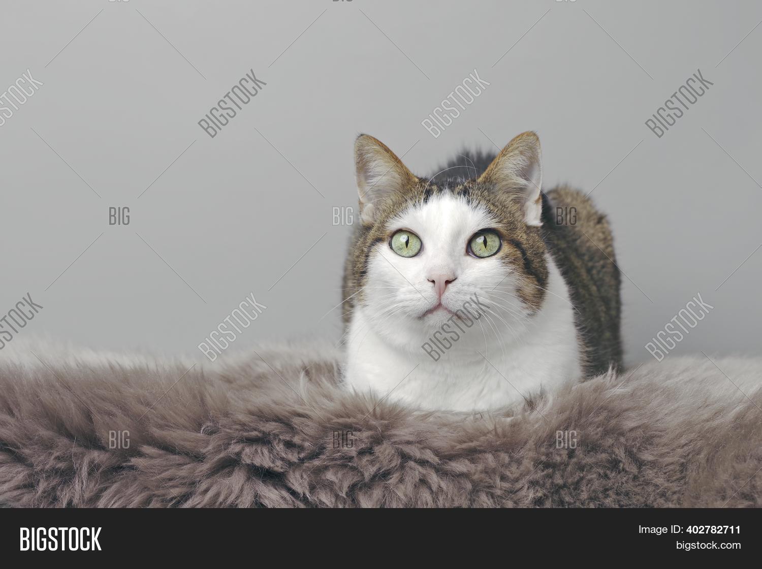 Cute Tabby Cat Laying Image & Photo (Free Trial) Bigstock