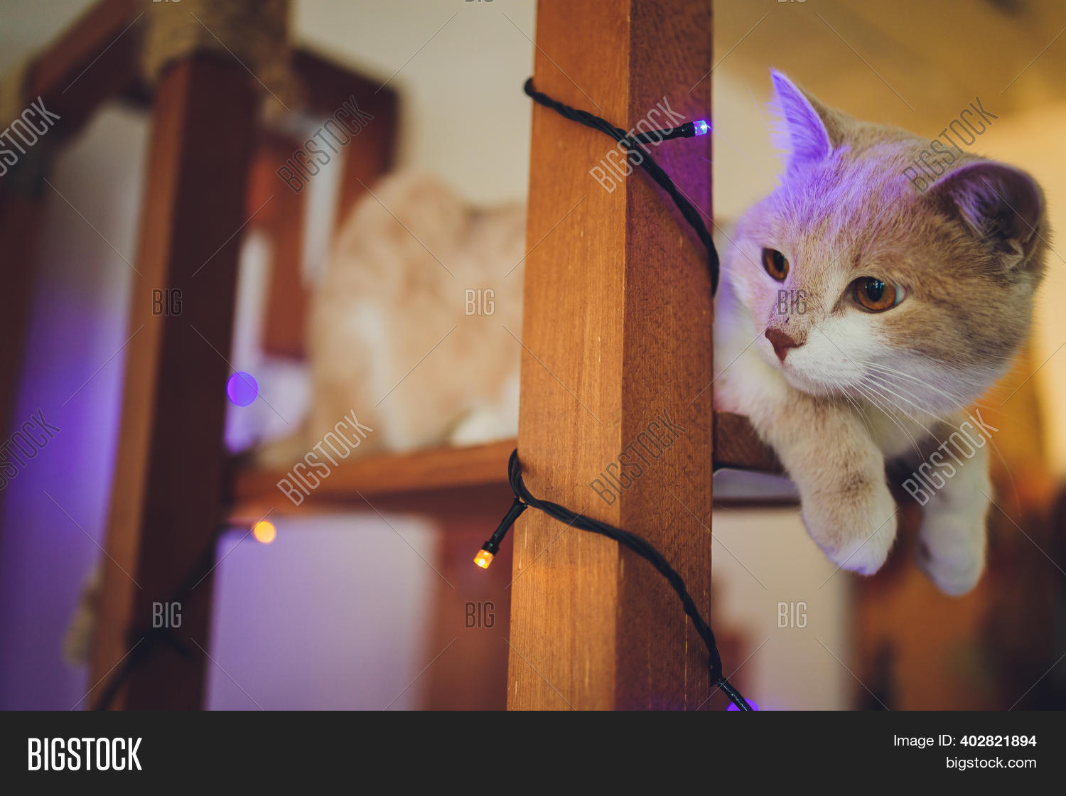 Cat Dangling Fluffy Image & Photo (Free Trial) Bigstock