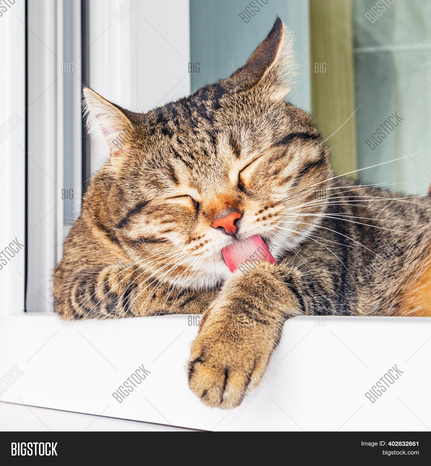 Cat Licks Himself By Image & Photo (Free Trial) Bigstock