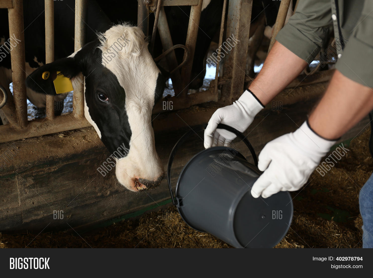 Worker Feeding Cow On Image & Photo (Free Trial) Bigstock