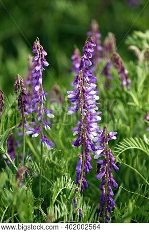 Vicia Cracca (tufted Vetch, Cow Vetch, Bird Vetch, Blue Vetch, Boreal Vetch)