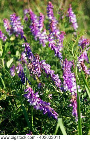 Vicia Cracca (tufted Vetch, Cow Vetch, Bird Vetch, Blue Vetch, Boreal Vetch)