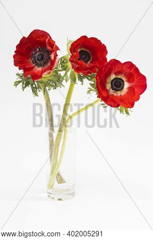 Red Flowers Of Anemone In The Glass Bottle On A White Background. Copy Space