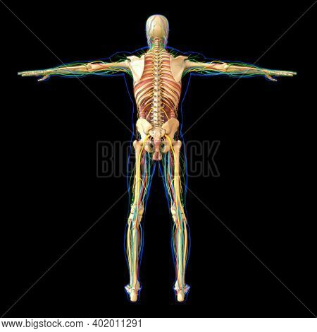 Human Anatomy For Medical Concept 3d Illustration