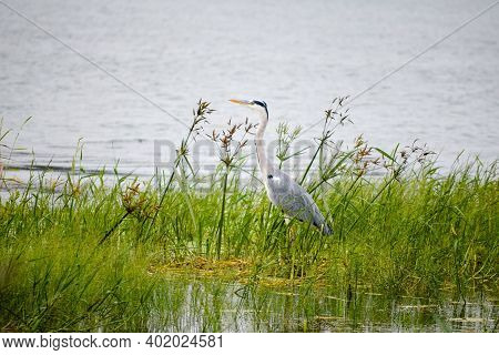 The Grey Heron A Water Bird In Its Habitat At Lake. Used Selective Focus