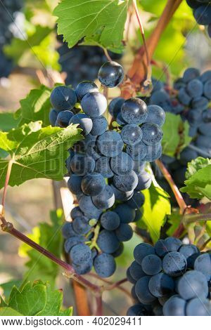 Big Bunches Of Red Wine Grapes In Sunny Weather. Vineyards In Summer Time.