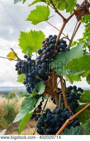 Vineyards In Autumn Harvest. Large Bunches Of Red Wine Grapes.