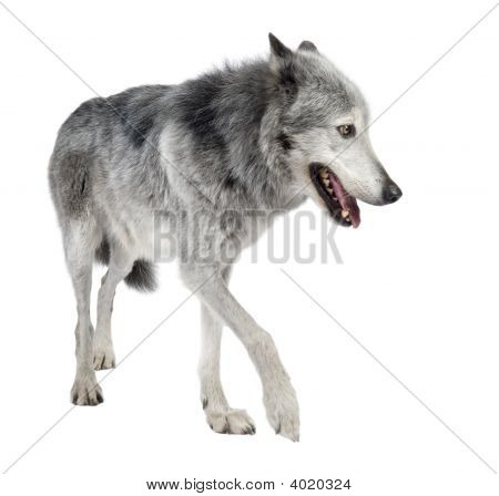 Mackenzie Valley Wolf