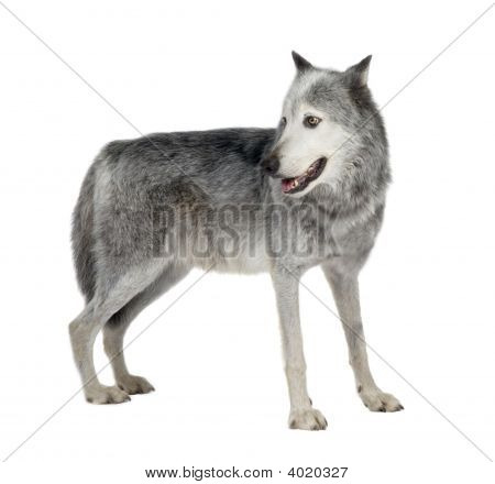 Mackenzie Valley Wolf