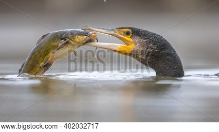 Great Cormorant (phalacrocorax Carbo) Eating Black Bullhead (ameiurus Melas) Caught In Lake Csaj, Ki