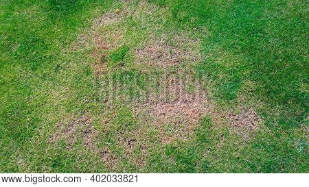 Green Lawn With Dead Spot. Disease Cause Amount Of Damage To Green Lawns, Lawn In Bad Condition. Law