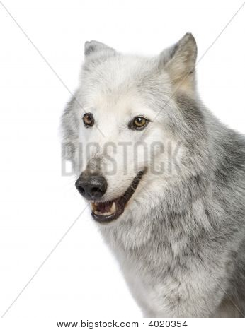 Mackenzie Valley Wolf