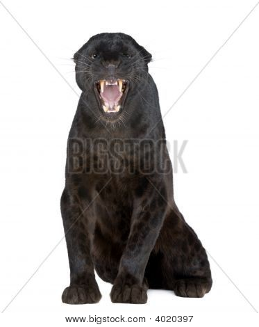 黒ヒョウ