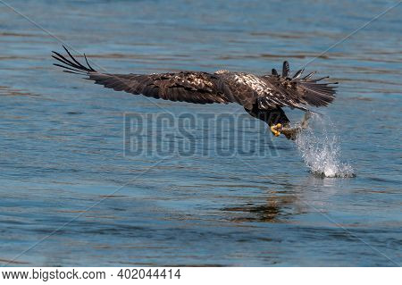 Juvenile Bald Eagle Swooping Down To Grab A Fish In Conowingo Dam