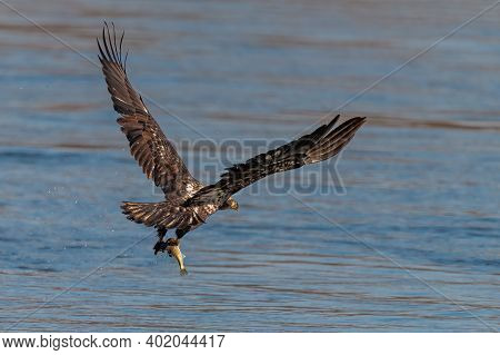 Juvenile Bald Eagle Swooping Down To Grab A Fish In Conowingo Dam