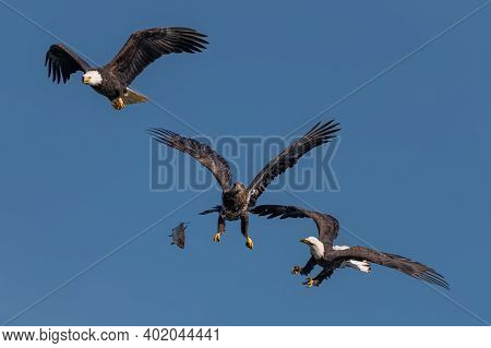 Three Bald Eagles Fighting For A Fish In The Mid Air, Conowingo, Md, Usa