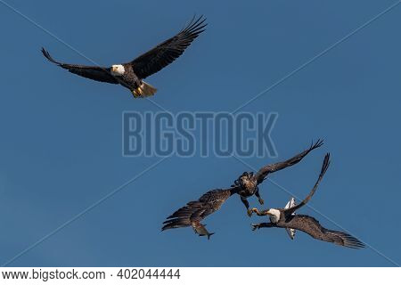 Three Bald Eagles Fighting For A Fish In The Mid Air, Conowingo, Md, Usa