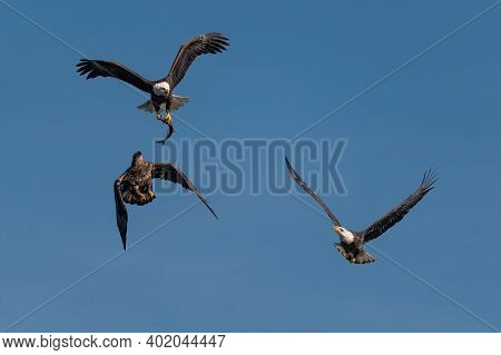 Three Bald Eagles Fighting For A Fish In The Mid Air, Conowingo, Md, Usa