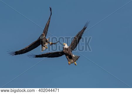 Two Bald Eagles Fighting For A Fish In The Mid Air, Conowingo, Md, Usa