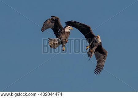 Two Bald Eagles Fighting For A Fish In The Mid Air, Conowingo, Md, Usa