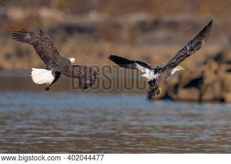 Two Bald Eagles Fighting For A Fish In The Mid Air, Conowingo, Md, Usa