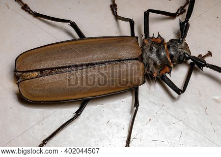 Adult Giant Imperious Sawyer
