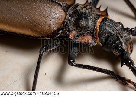 Adult Giant Imperious Sawyer