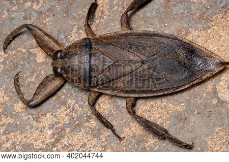 Adult Giant Water Bug