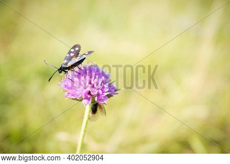 Scarlet Tiger Moth On Clover Flower Close Up. Nature Background