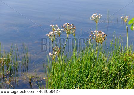 Flowering Rush Or Grass Rush (butomus Umbellatus) On A River Shore