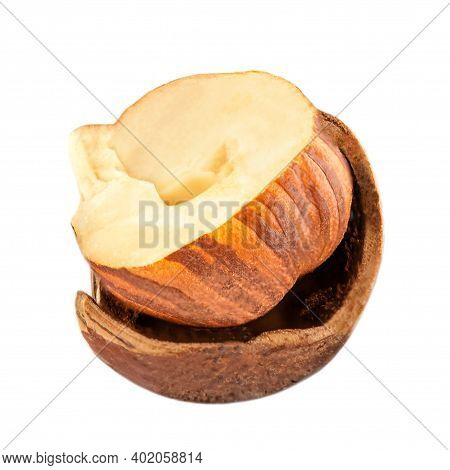 Hazelnut   Isolated On White Background. Hazelnut Cracked Macro.  High Resolution Image.
