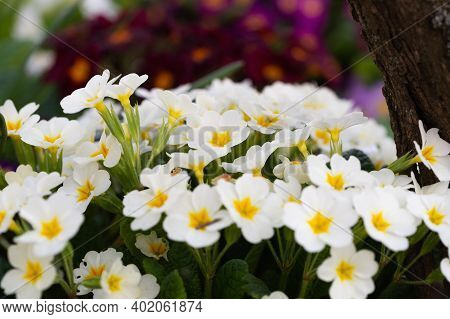 Multicolor Primrose Primula Vulgaris First Spring Flower Blossoming In March. Perennial Yellow Primr