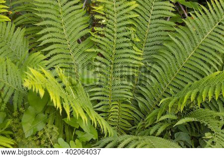 Branches And Leaves Of A Fern Plant In The Forest.