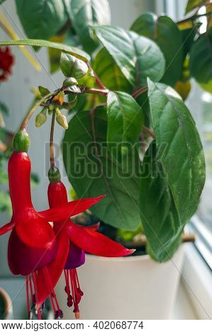 Pots With Various Flowers On Windowsill. Home Gardening And Indoor Plants Concept. Fuchsia Magellani