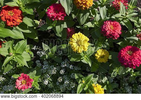 Zinnia (tsinia) Is Genus Of Annual And Perennial Grasses And Shrubs Of Asteraceae Family. Blooming R