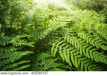 Natural Background. Botanical Pattern With Beautiful Fresh Green Leaves Fern For Graphic Design And 