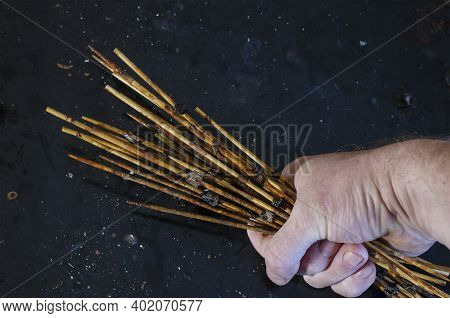 Man's Hand Holds Group Of Dirty Bamboo Skewers With Leftover Food.  Angled View Of The Used Wooden S